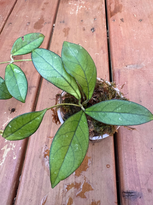 4” Hoya Crassipetiolata