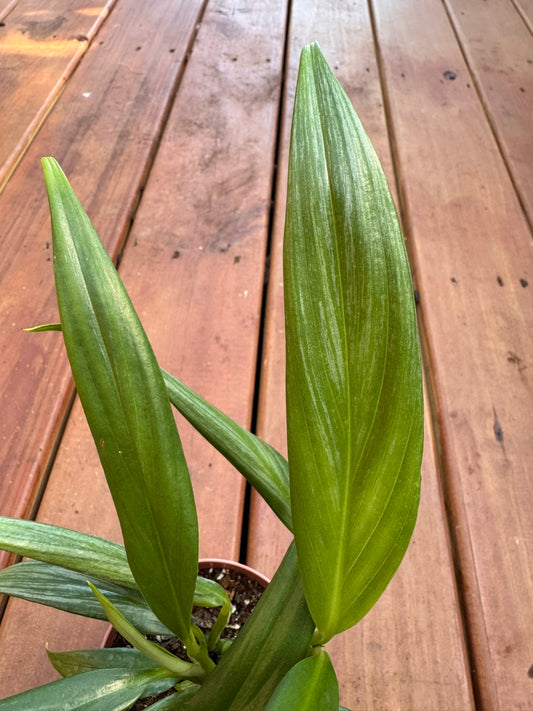 Silver Streak Pothos in 4-inch pot with trailing green leaves streaked with silver veining, vining tropical houseplant
