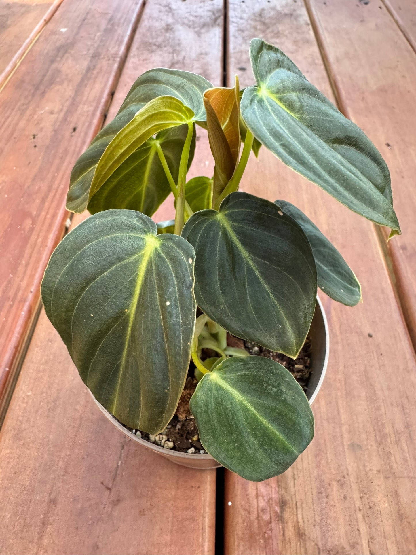 “Philodendron Melanochrysum in 5-inch pot with long velvety emerald leaves and golden veining, climbing philodendron houseplant”
