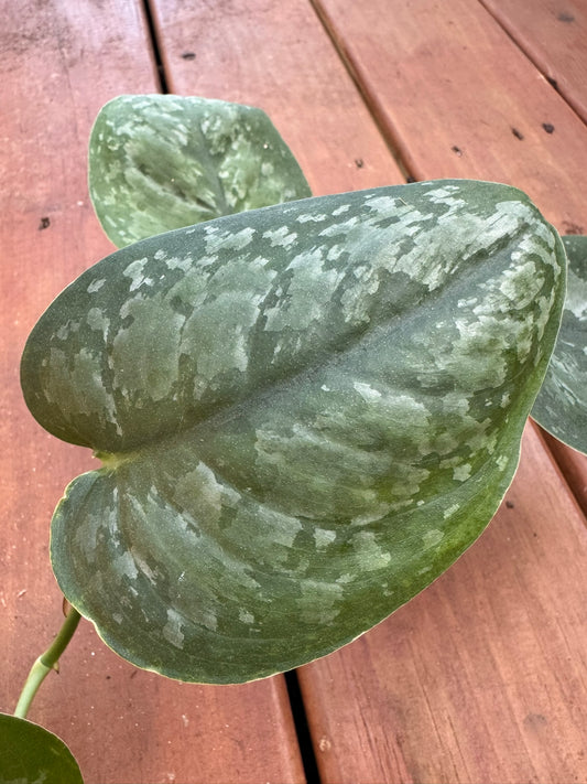 “Scindapsus Mt Salak in 4-inch pot with thick green leaves patterned in silver, trailing or climbing tropical houseplant”