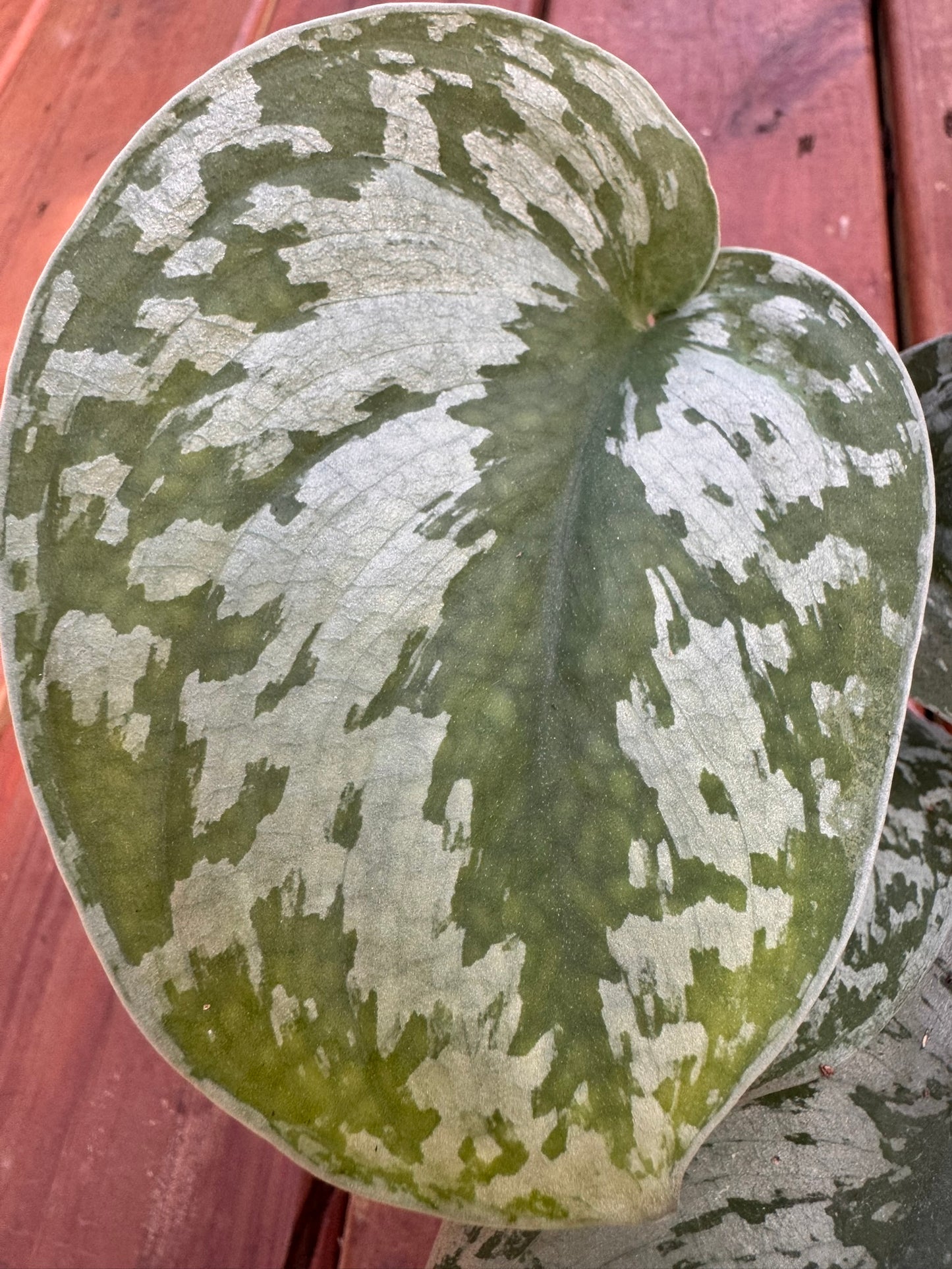 “Scindapsus Exotica in 4-inch pot with trailing oversized green leaves speckled in silver, satin pothos houseplant”