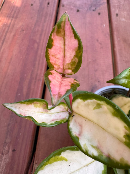 “Hoya Krimson Princess in 4-inch pot with variegated leaves in green, white, and pink, trailing tropical wax plant”
