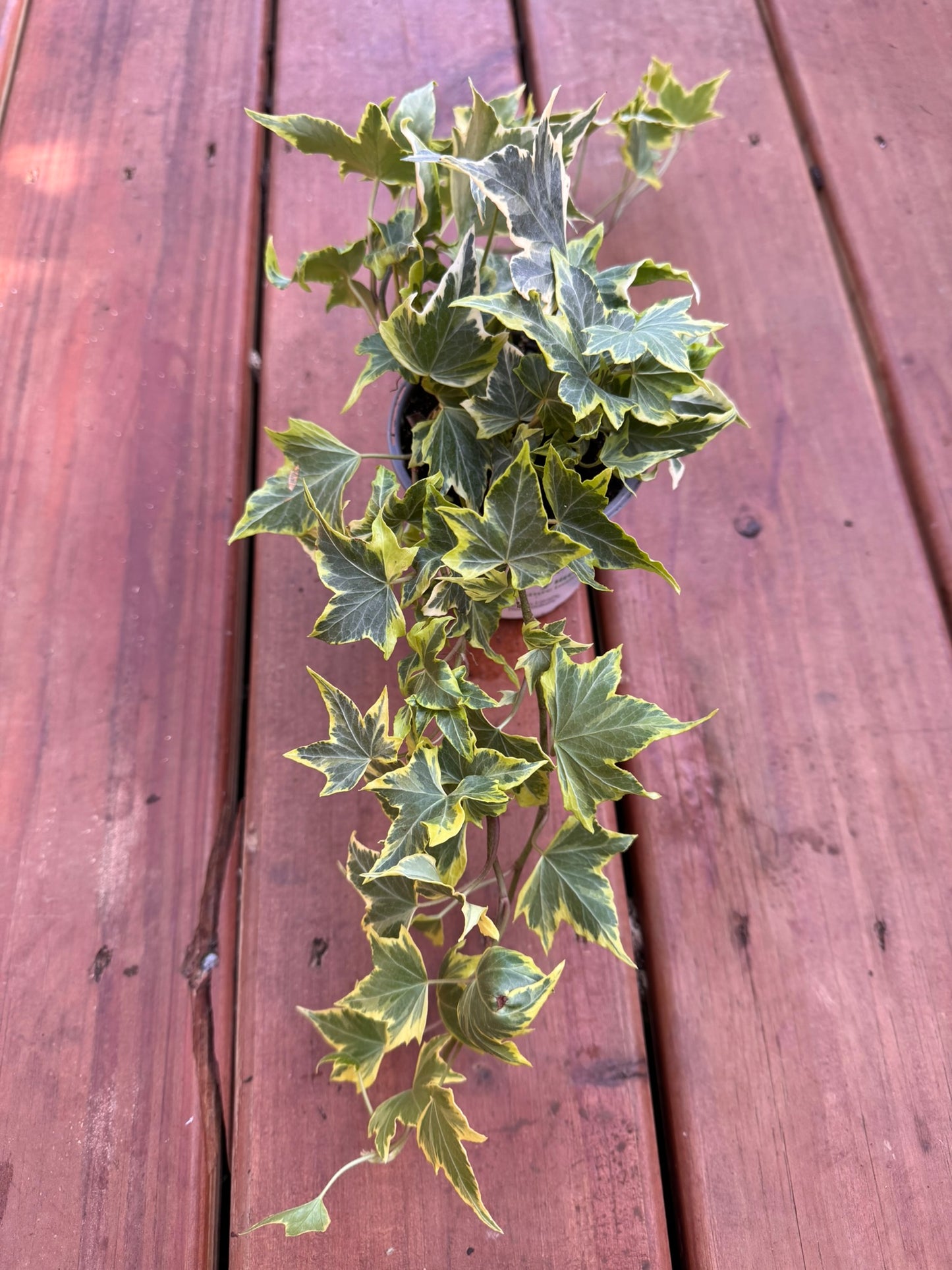 “Hedera Yellow Ripple in 4-inch pot with yellow-edged green ivy leaves, trailing or climbing houseplant”