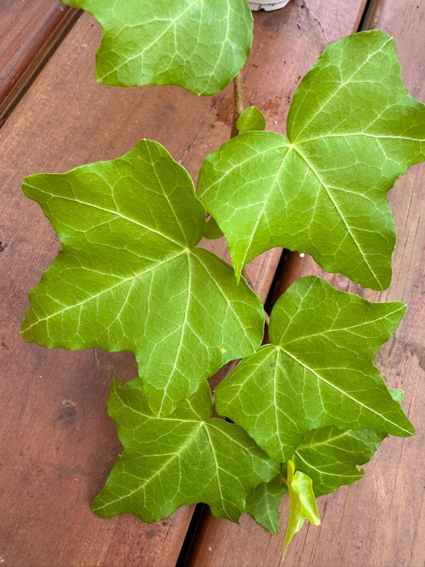 Hedera Goldstern in 4-inch pot with trailing star-shaped green leaves edged in gold, climbing ivy houseplant