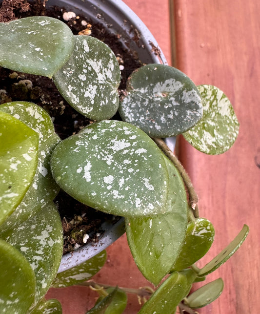 Hoya Mathilde Splash in 4-inch pot with round green leaves flecked in silver, trailing tropical wax plant