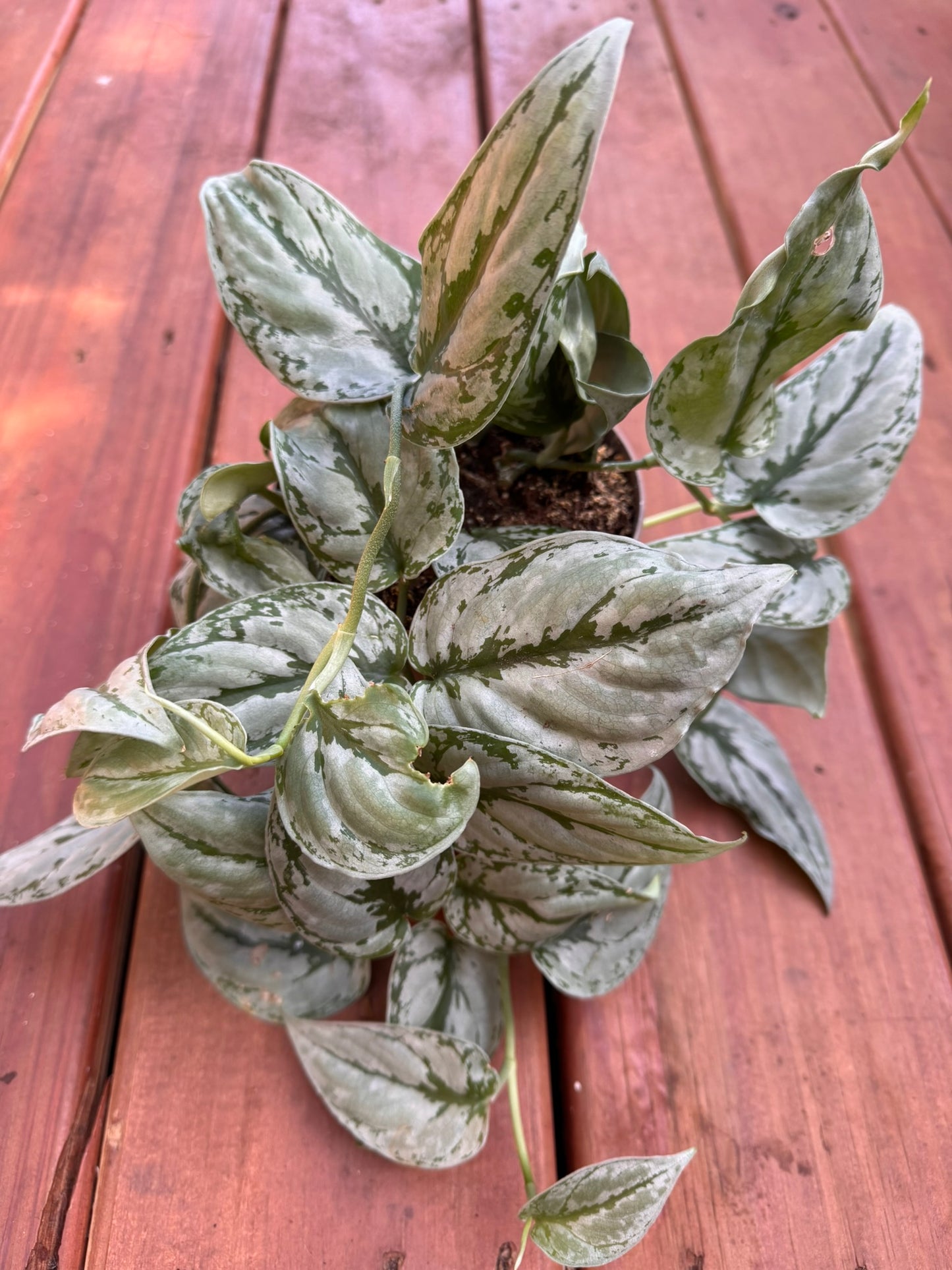 Scindapsus Kalimantan in 5-inch pot with bold deep green leaves, trailing or climbing tropical houseplant