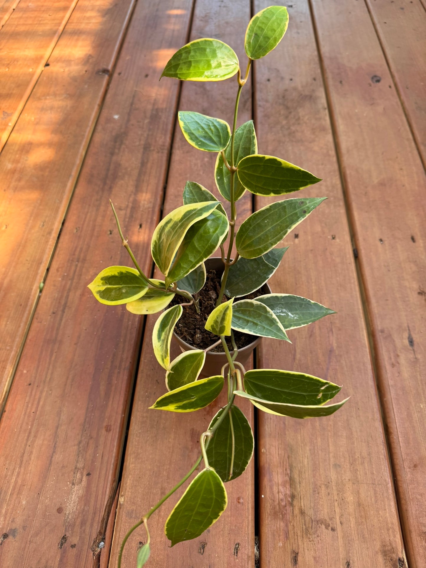 Hoya Latifolia Albomarginata in 5-inch pot with large round green leaves edged in creamy white, tropical wax plant