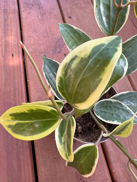 Hoya Latifolia Albomarginata in 5-inch pot with large round green leaves edged in creamy white, tropical wax plant