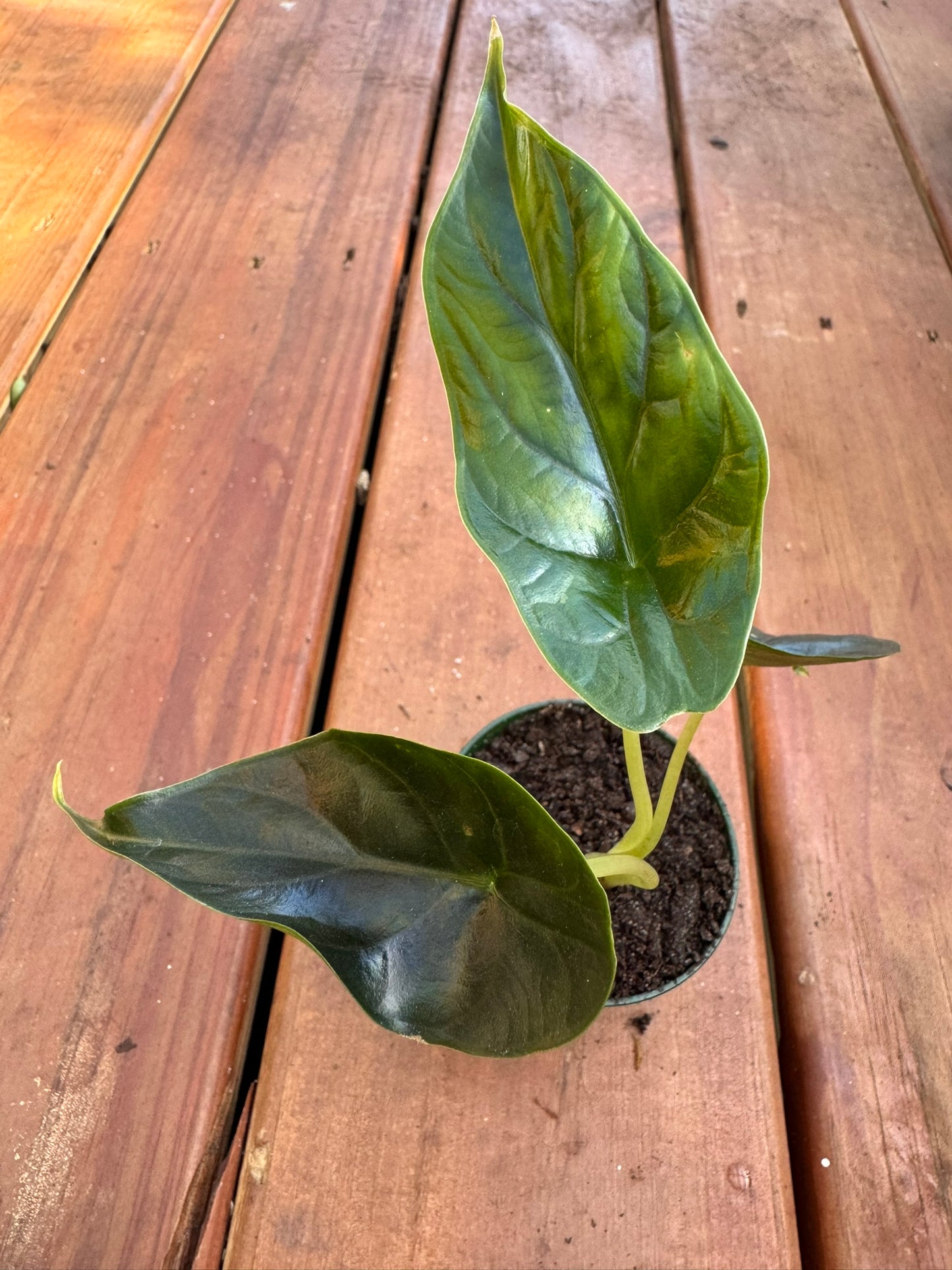 Alocasia Green Unicorn in 3-inch pot with glossy arrow-shaped emerald green leaves, compact jewel Alocasia houseplant