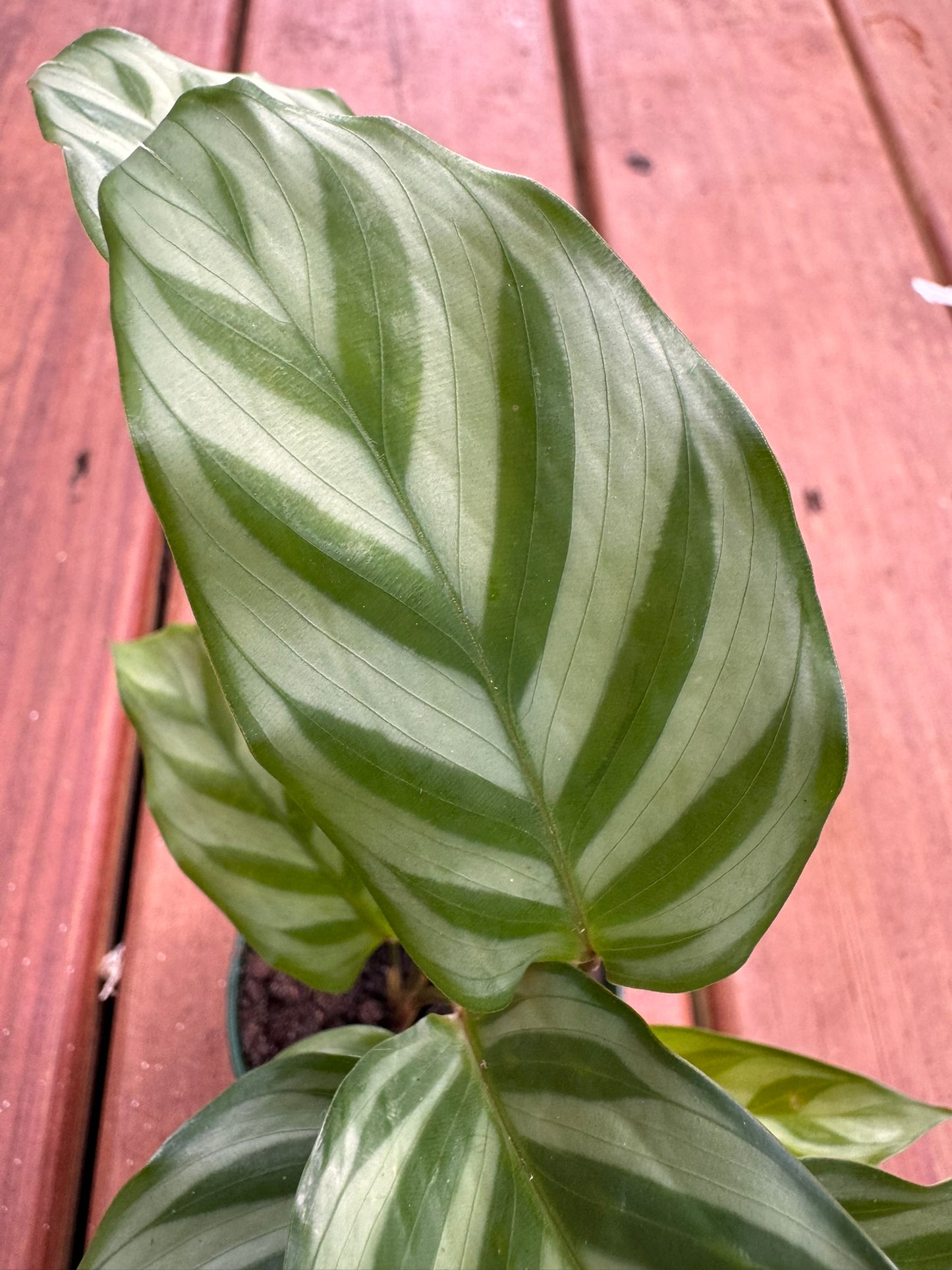 “Calathea Freddie in 3-inch pot with light and dark green striped leaves, compact tropical prayer plant houseplant”