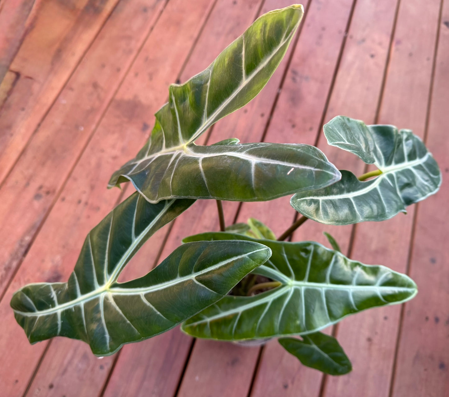 Alocasia Longiloba in 6-inch pot with arrow-shaped green leaves and white veining, bold tropical houseplant