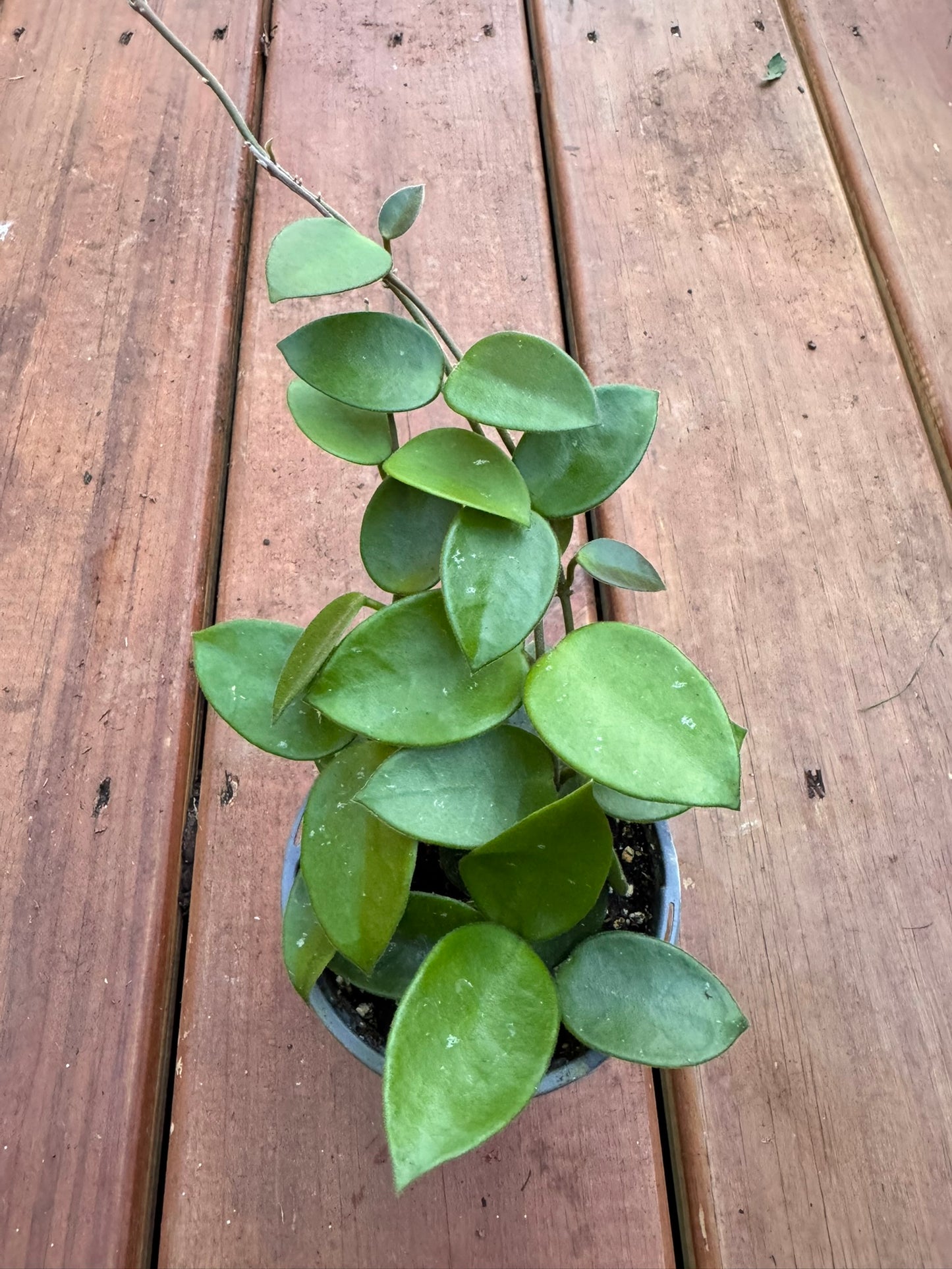 Hoya Chouke in 4-inch pot with thick green leaves splashed with silver speckles, trailing wax plant houseplant