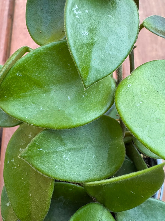 Hoya Chouke in 4-inch pot with thick green leaves splashed with silver speckles, trailing wax plant houseplant