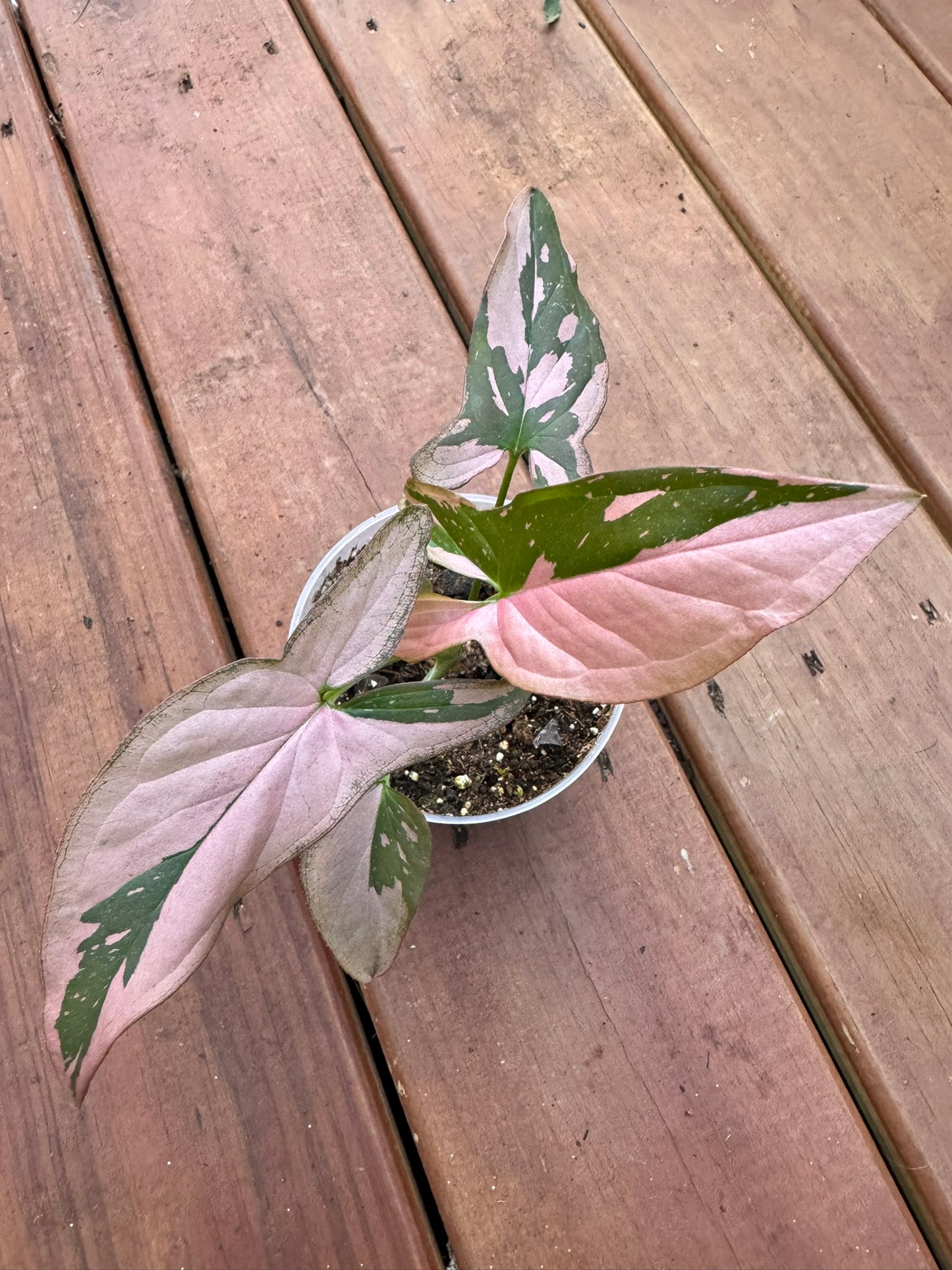 Syngonium Pink Splash in 4-inch pot with arrow-shaped green leaves dusted in pink speckles, tropical arrowhead vine houseplant
