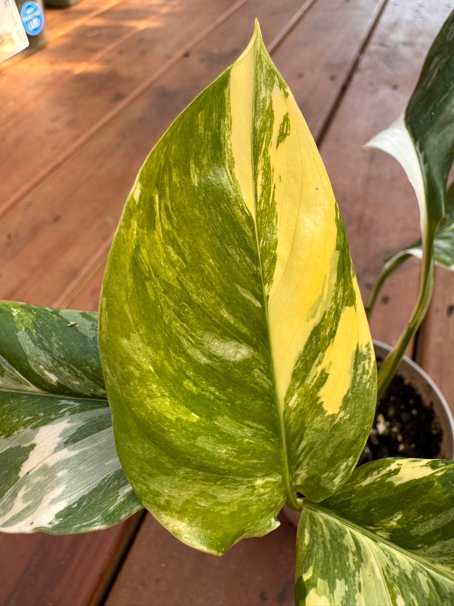 Monstera Lechleriana in 4-inch pot with elongated green leaves developing natural fenestrations, tropical climbing houseplant