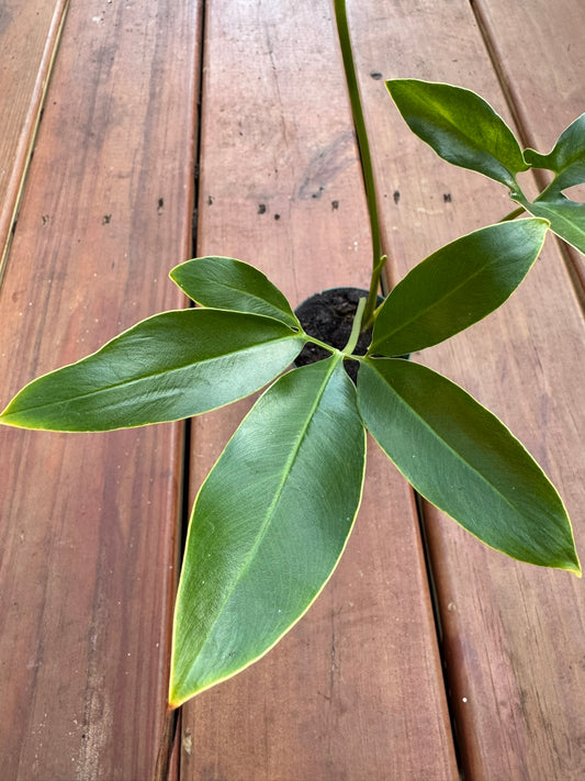 Philodendron Goeldii in 3-inch pot with whorled star-like green leaves, compact tropical philodendron houseplant