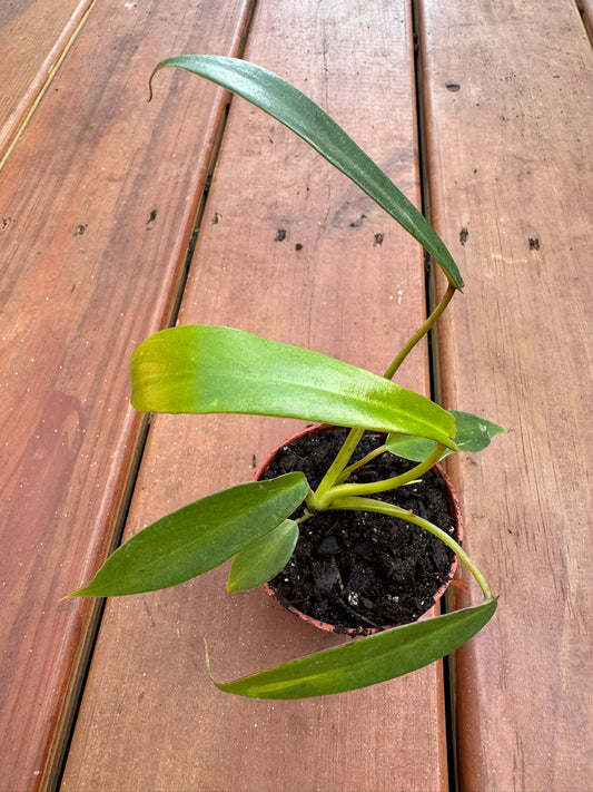 Philodendron Joepii in 3-inch pot with narrow elongated green leaves flaring at the tips, unusual tropical philodendron houseplant