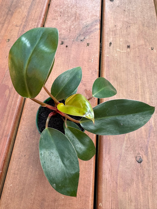 Philodendron Imperial Red in 3-inch pot with upright broad green leaves shifting to deep red, compact tropical philodendron houseplant