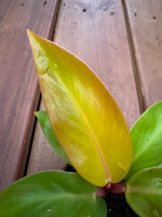 Philodendron Red King in 3-inch pot with upright broad red-toned green leaves, compact philodendron houseplant