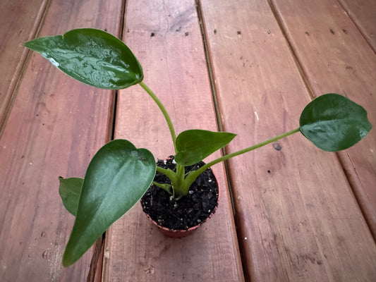 Alocasia Tiny Dancer in 3-inch pot with whimsical curved green stems and rounded leaves, jewel Alocasia houseplant