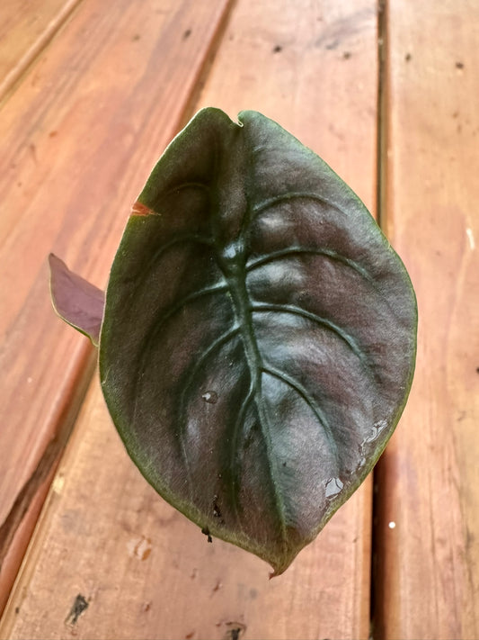 Alocasia Cuprea in 3-inch pot with metallic copper-toned green leaves and bronze undertones, jewel Alocasia houseplant