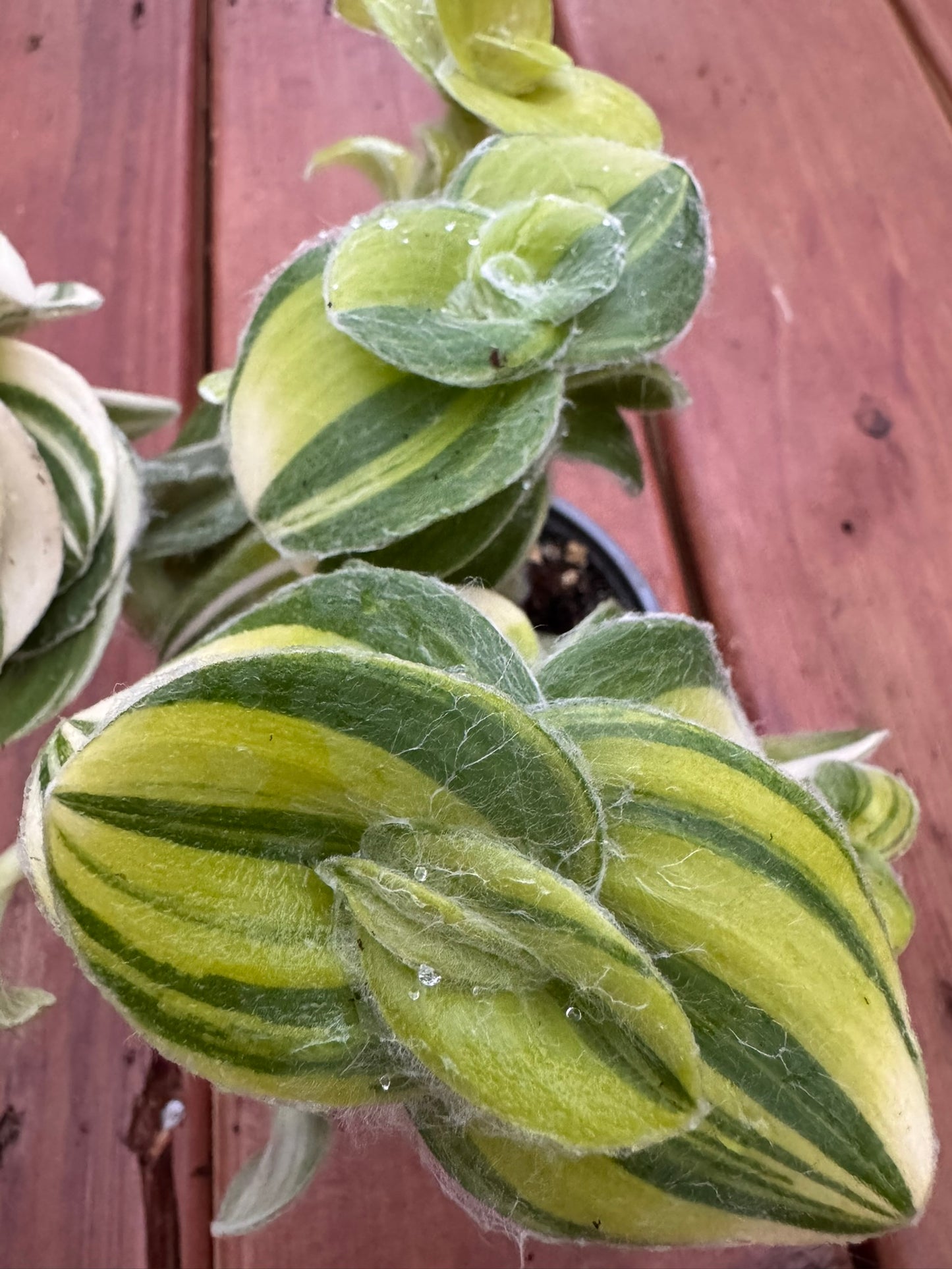 Variegated Tradescantia Sillamontana in 4-inch pot with fuzzy striped green leaves edged in cream and pink, trailing tropical houseplant