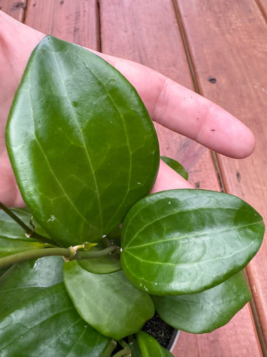 Hoya Quinquenervia in 5-inch pot with bold leathery green leaves etched with strong veins, tropical climbing wax plant houseplant