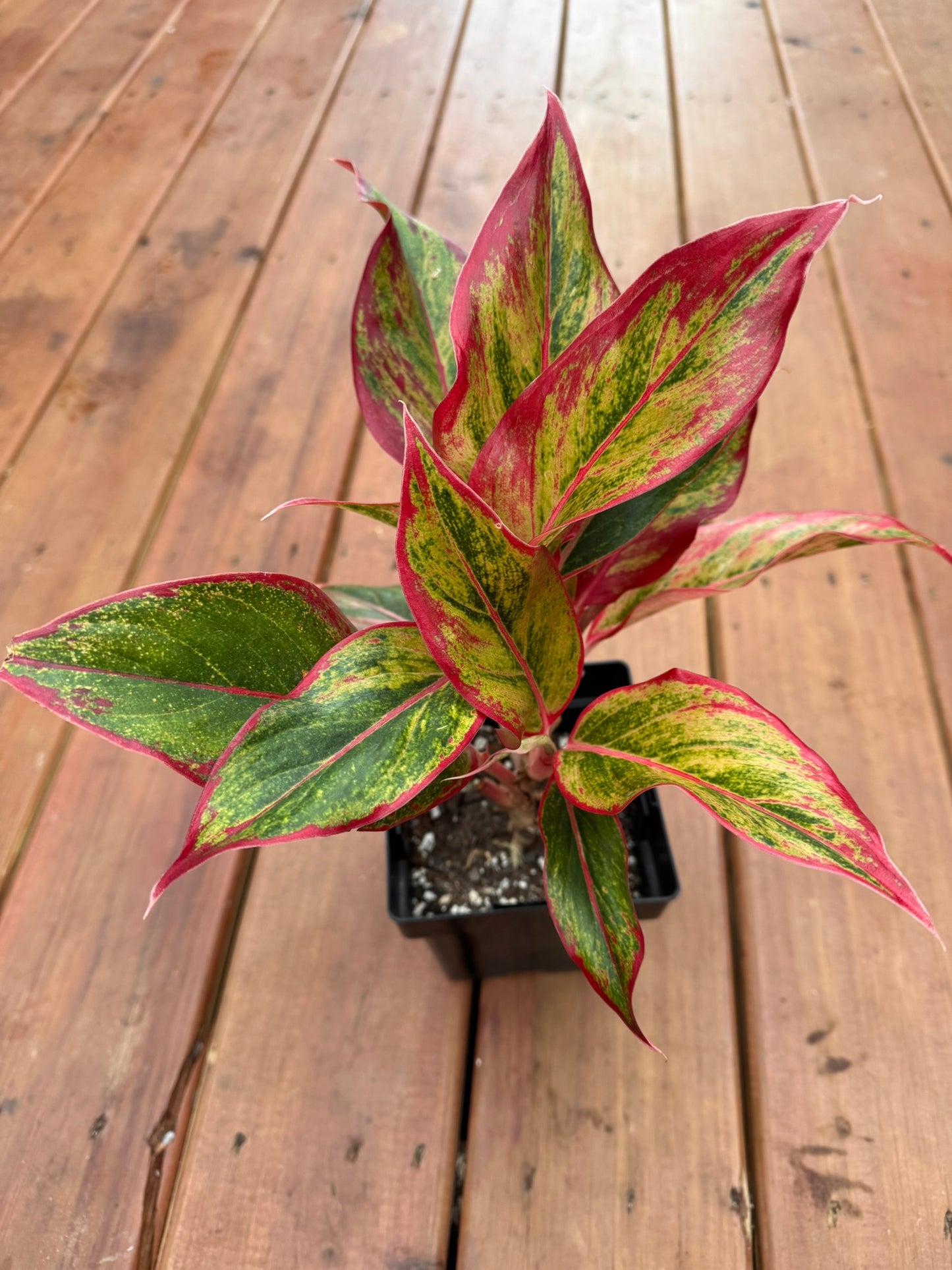 Aglaonema Red Siam in 6-inch pot with bold green leaves edged and brushed in vibrant red, tropical houseplant