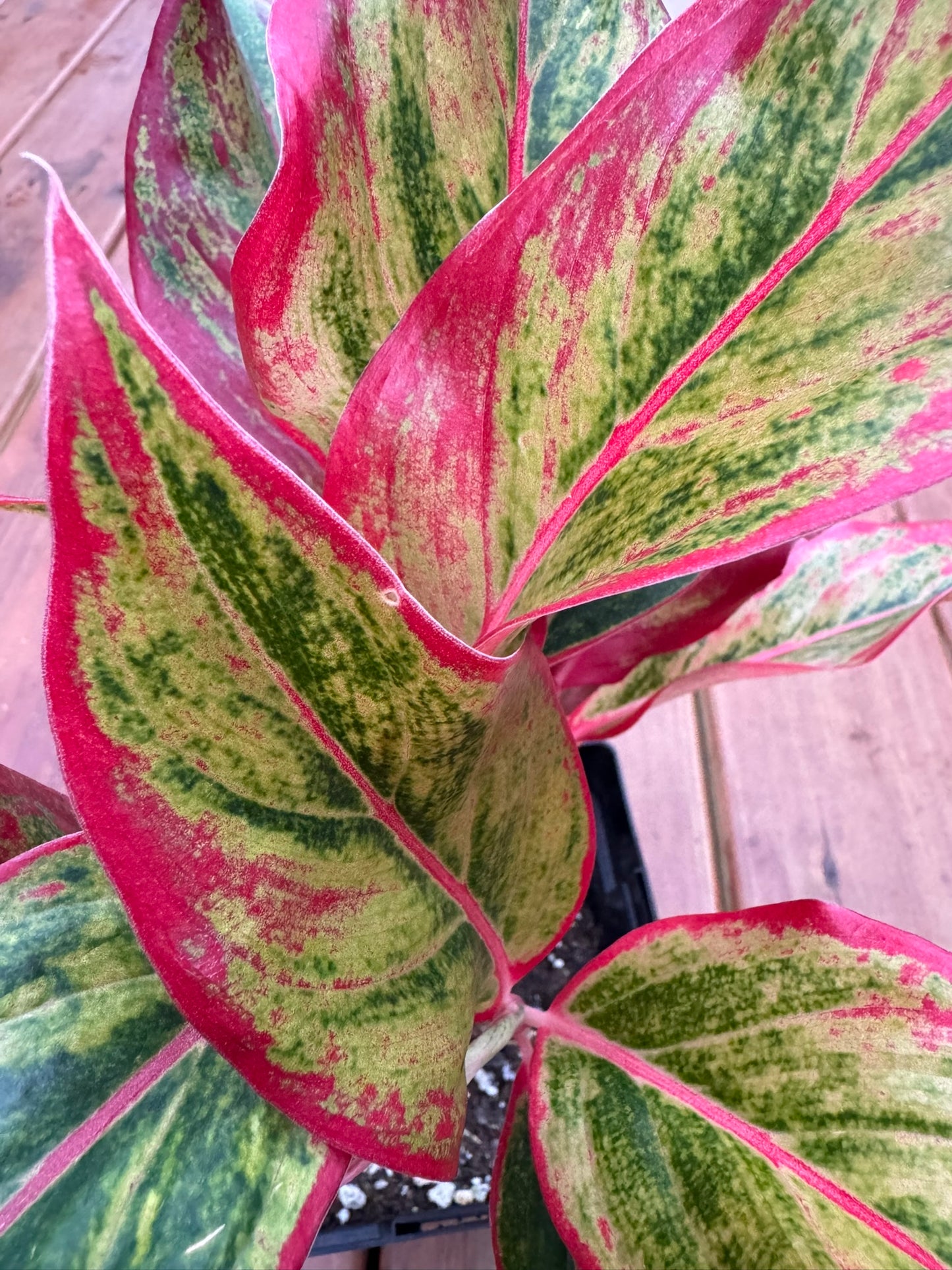 Aglaonema Red Siam in 6-inch pot with bold green leaves edged and brushed in vibrant red, tropical houseplant