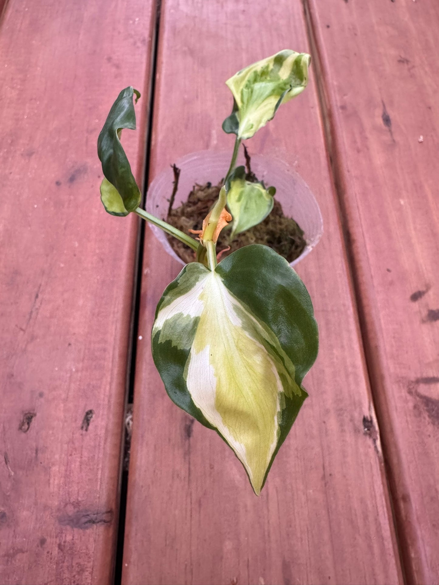 Philodendron Gabby in 4-inch pot with trailing heart-shaped leaves splashed in creamy white and green, tropical houseplant