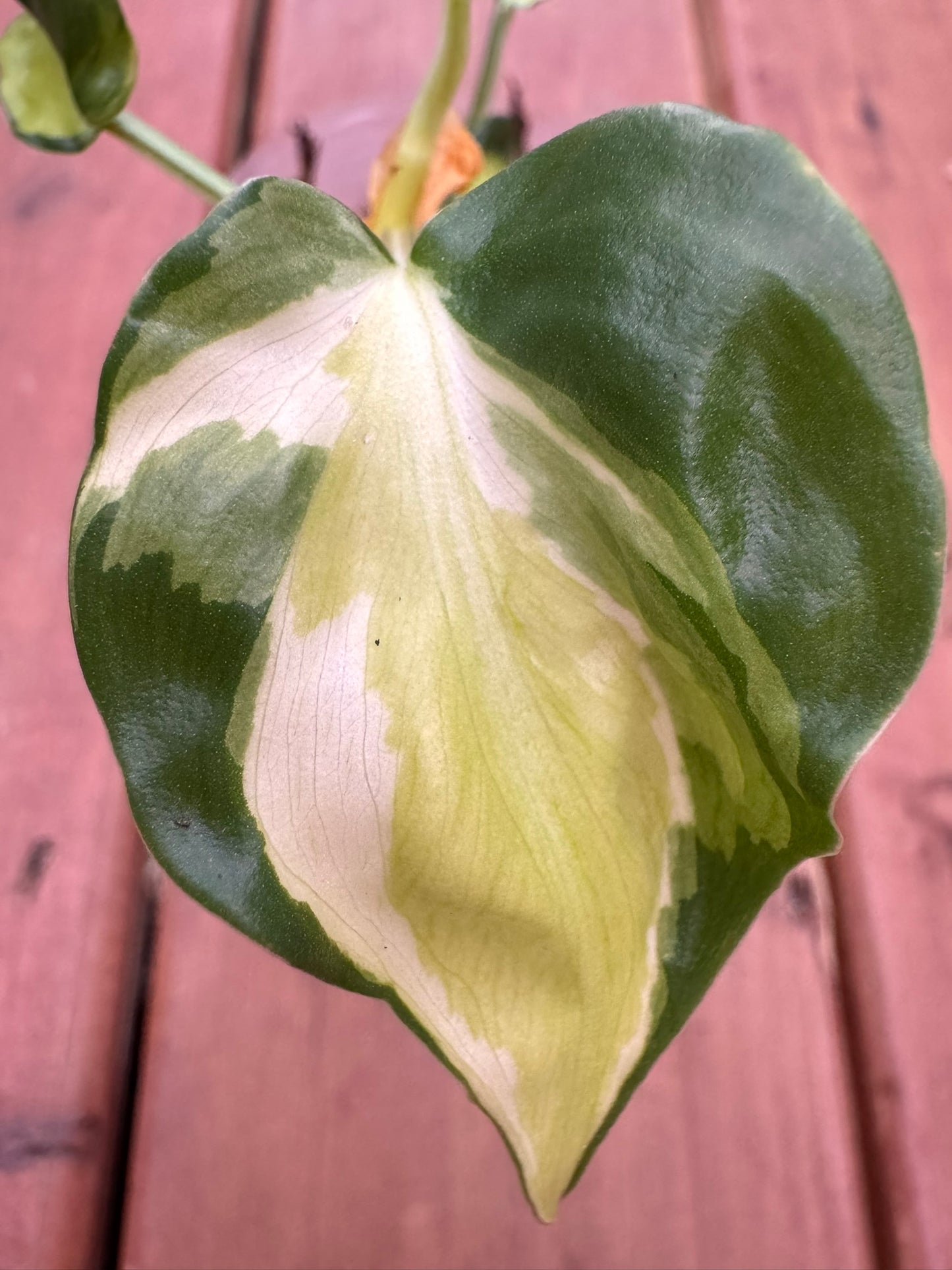 Philodendron Gabby in 4-inch pot with trailing heart-shaped leaves splashed in creamy white and green, tropical houseplant
