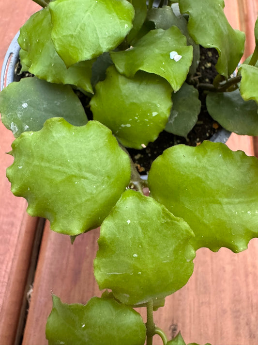 Hoya Endauensis in 4-inch pot with thick oval green leaves, trailing tropical wax plant houseplant