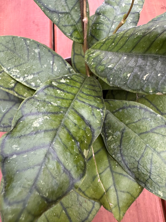 Hoya Ranauensis in 5-inch pot with thick green veined leaves, tropical wax plant houseplant