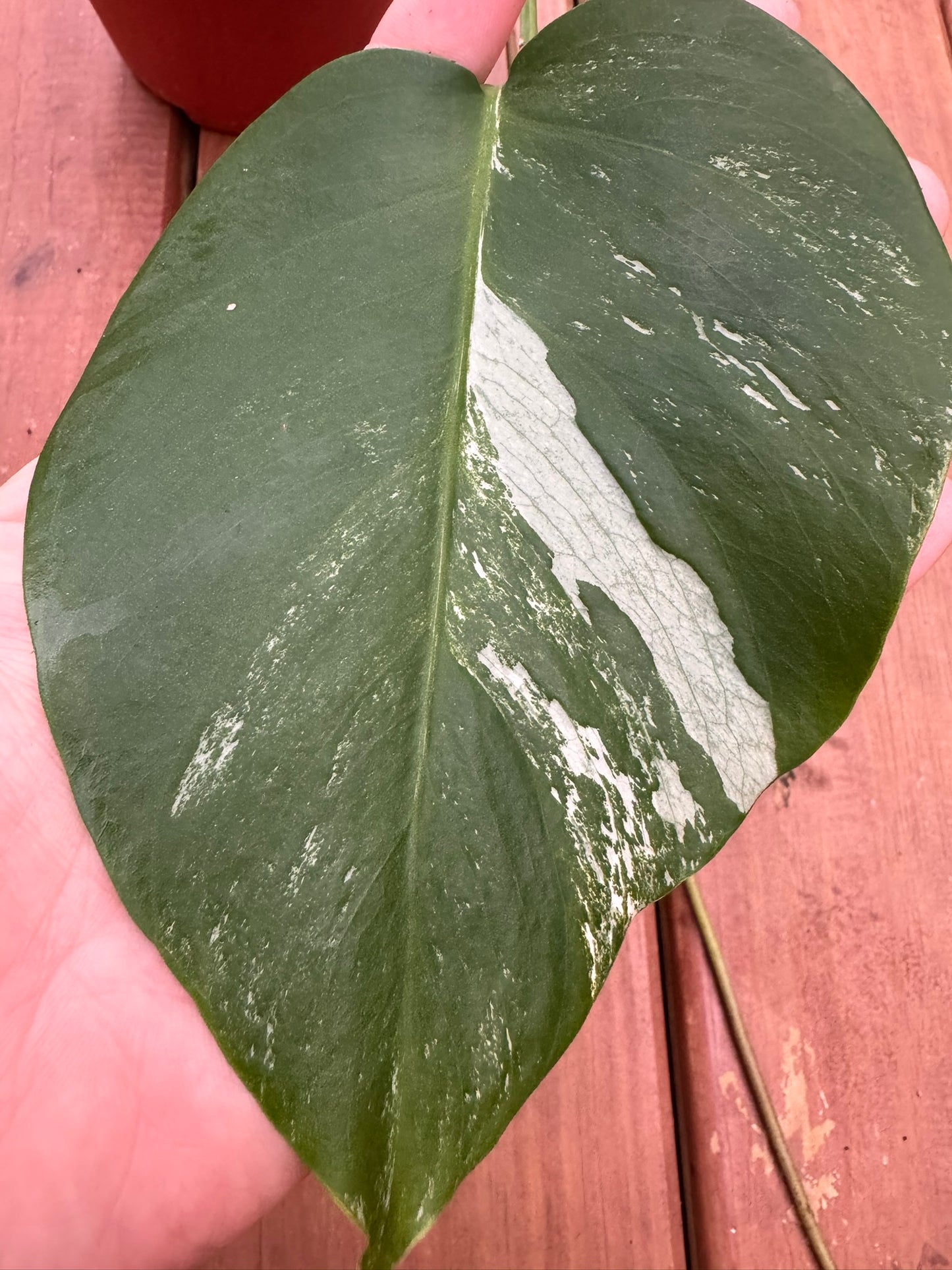 Monstera Albo in 6-inch pot with large fenestrated leaves splashed in green and white variegation, tropical climbing houseplant