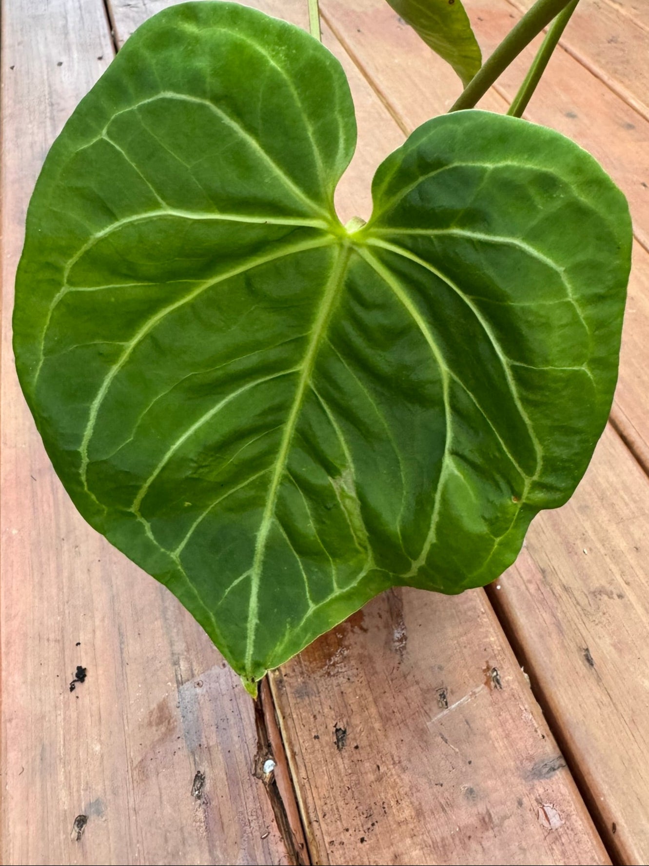 Anthurium Magnificum x Crystallinum in 6-inch pot with large velvety green leaves and bright white veins, tropical houseplant