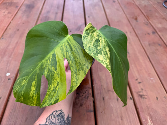 Monstera Aurea in 4-inch pot with green and gold marbled leaves, tropical variegated Monstera houseplant