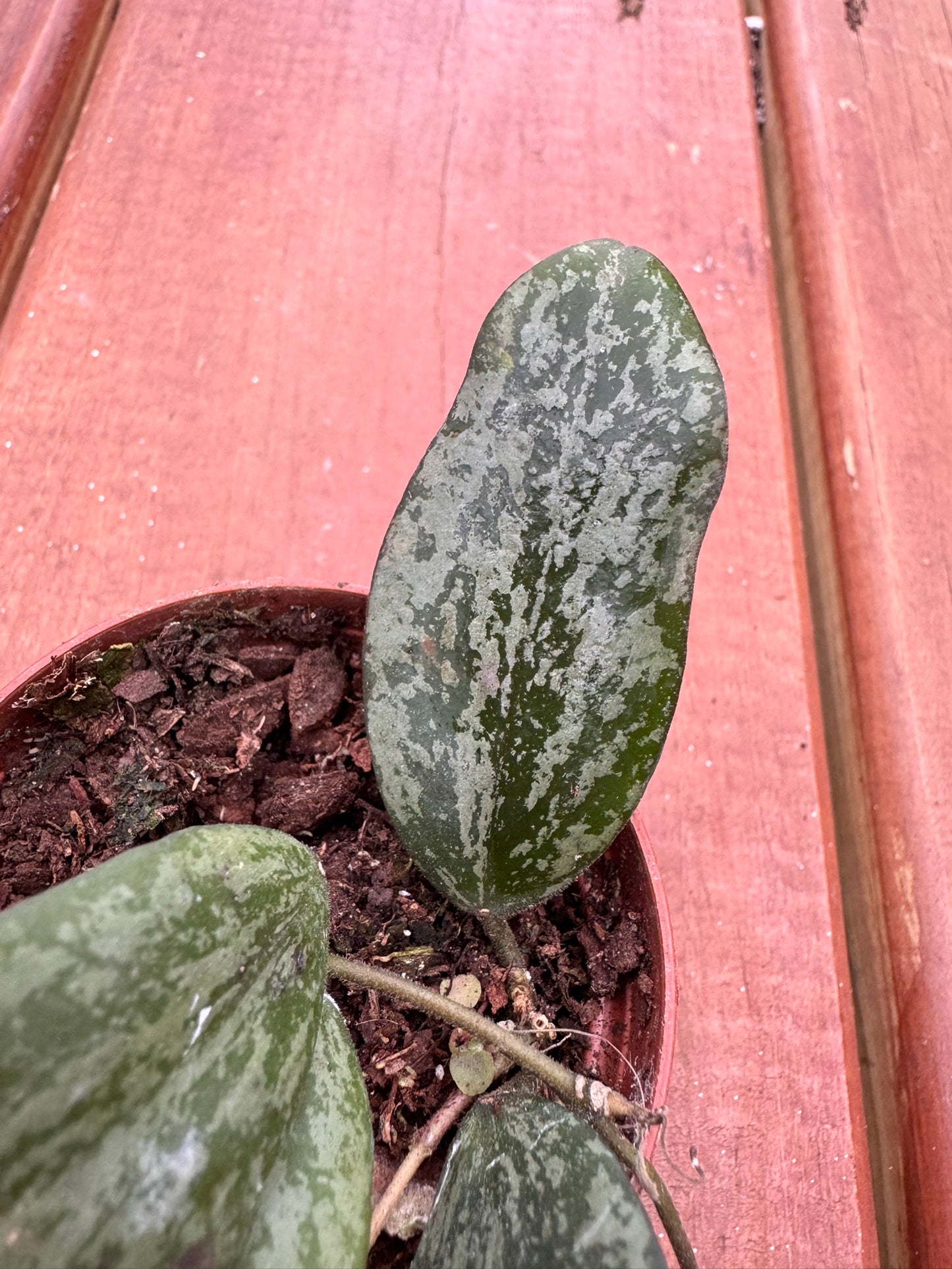 Hoya Sigillatis Silver in 2-inch pot with rounded green leaves speckled in silver, compact tropical wax plant houseplant