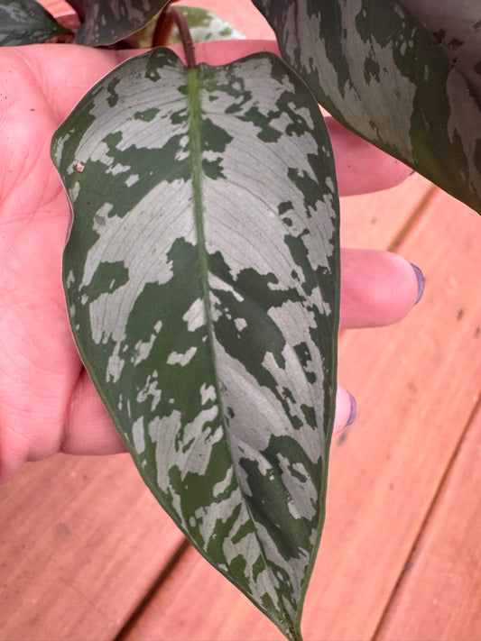 Apoballis Purple Sword in 4-inch pot with long green leaves and deep purple undersides, tropical houseplant