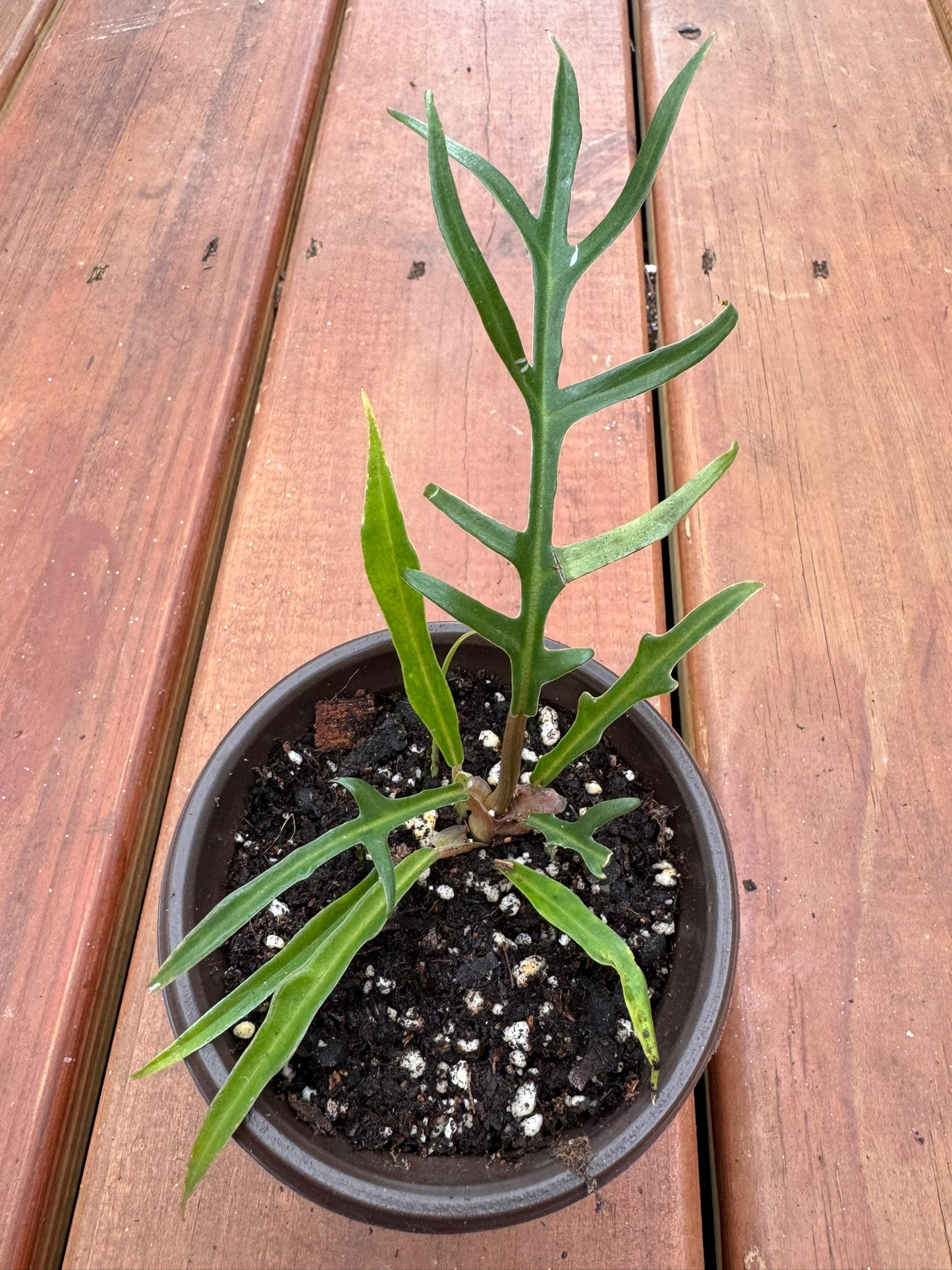 Philodendron Tortum in 4-inch pot with narrow, deeply split green leaves, tropical climbing philodendron houseplant