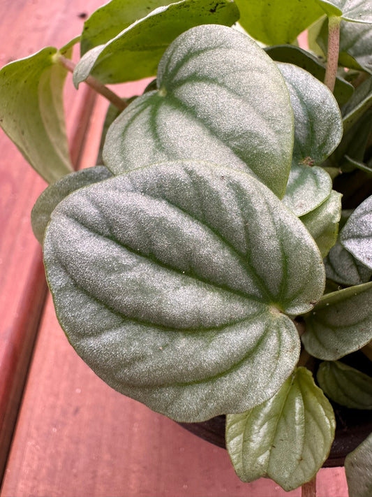 Peperomia Frost in 4-inch pot with silvery-green round leaves, compact pet-friendly tropical houseplant
