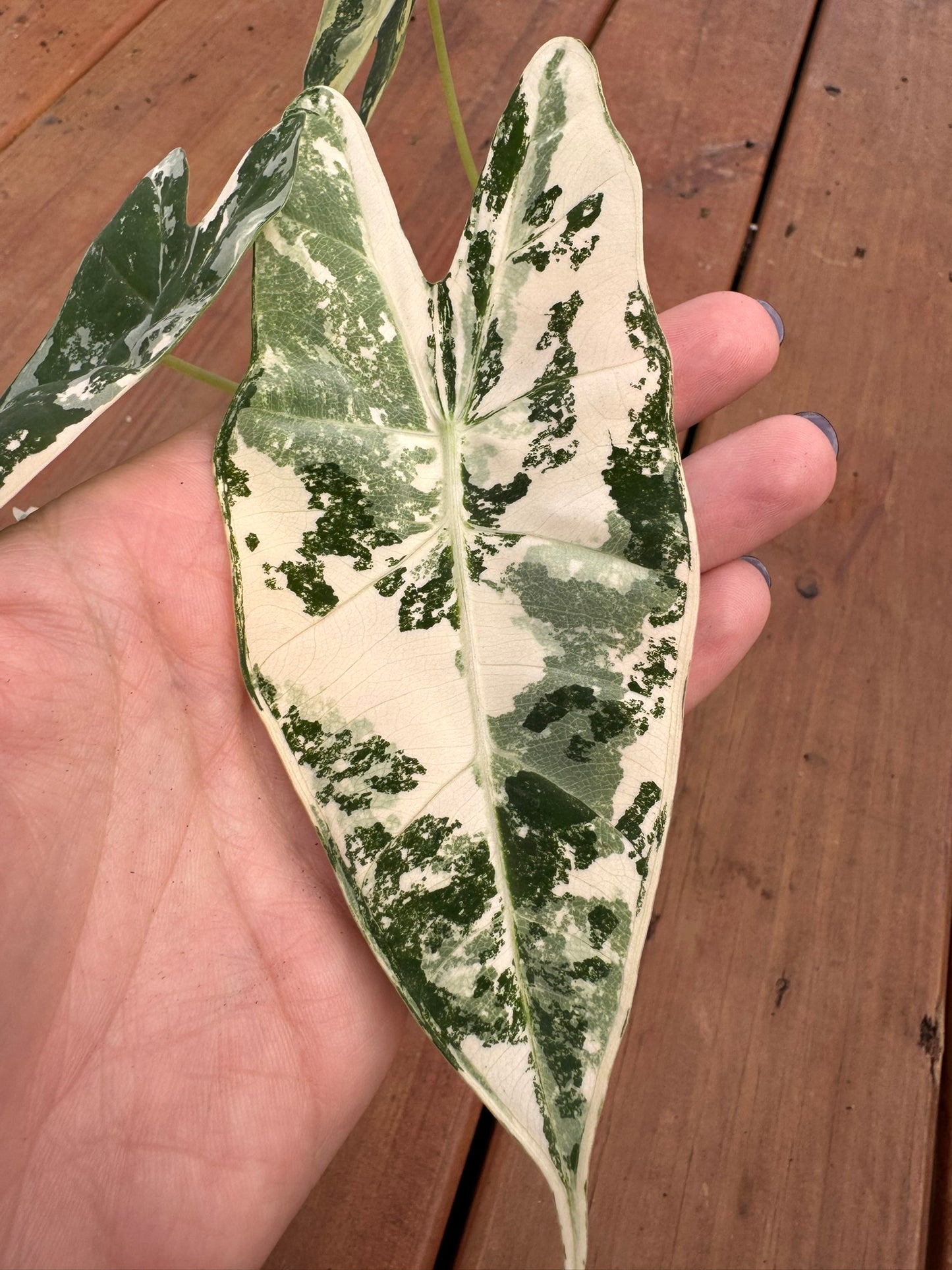 Alocasia Frydek Variegated in 4-inch pot with deep green velvet leaves and white variegation, tropical Alocasia houseplant