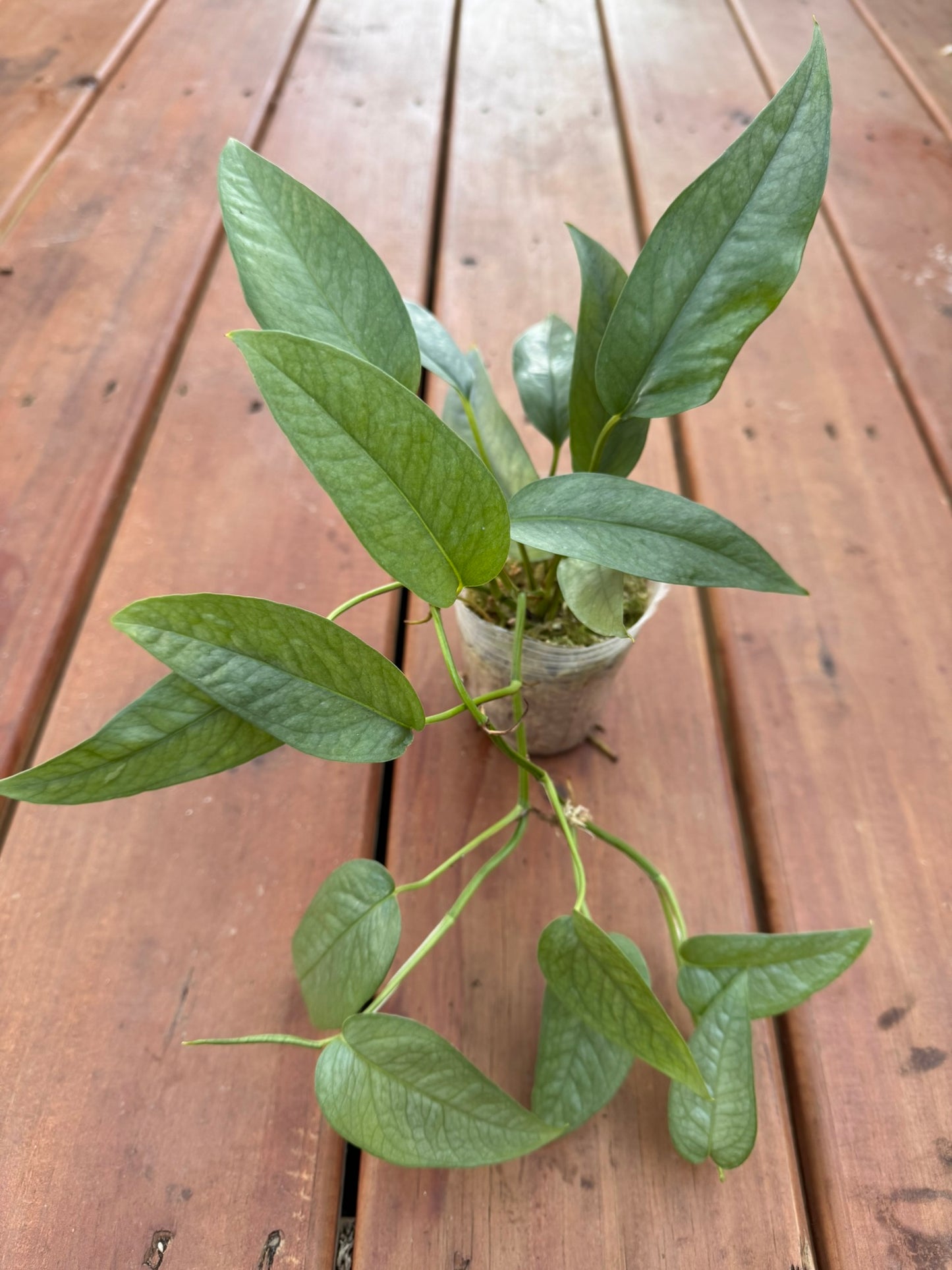 Cebu Blue Pothos in 4-inch pot with slender blue-green shimmering leaves, tropical trailing pothos houseplant