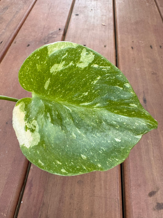 Monstera Thai Constellation in 4-inch pot with green leaves splashed in creamy white variegation, tropical variegated Monstera houseplant