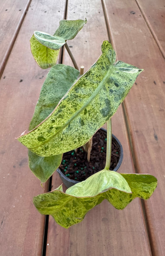 Philodendron Paraiso Verde in 4-inch pot with long narrow green marbled leaves in lime and emerald tones, tropical philodendron houseplant