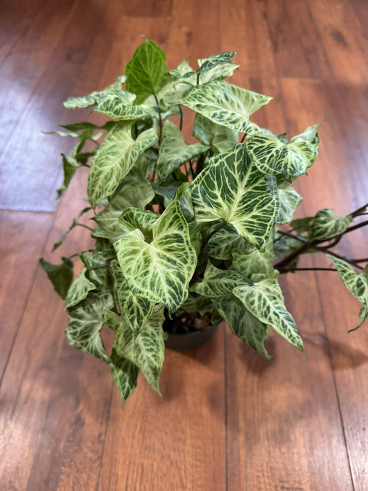 Syngonium Batik in 6-inch pot with green leaves laced in white veining, tropical arrowhead vine houseplant
