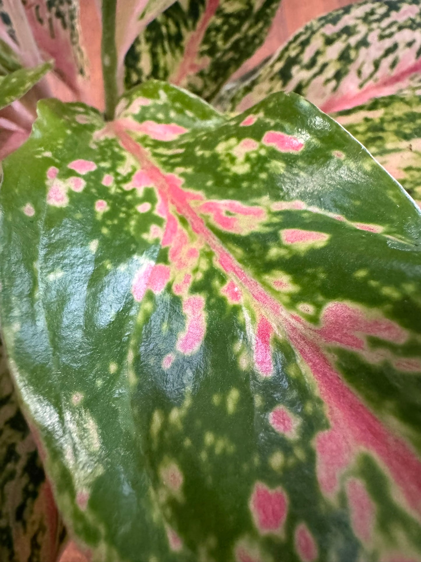 Aglaonema Dizzy Diamond in 6-inch pot with silver and green speckled leaves, tropical Chinese Evergreen houseplant