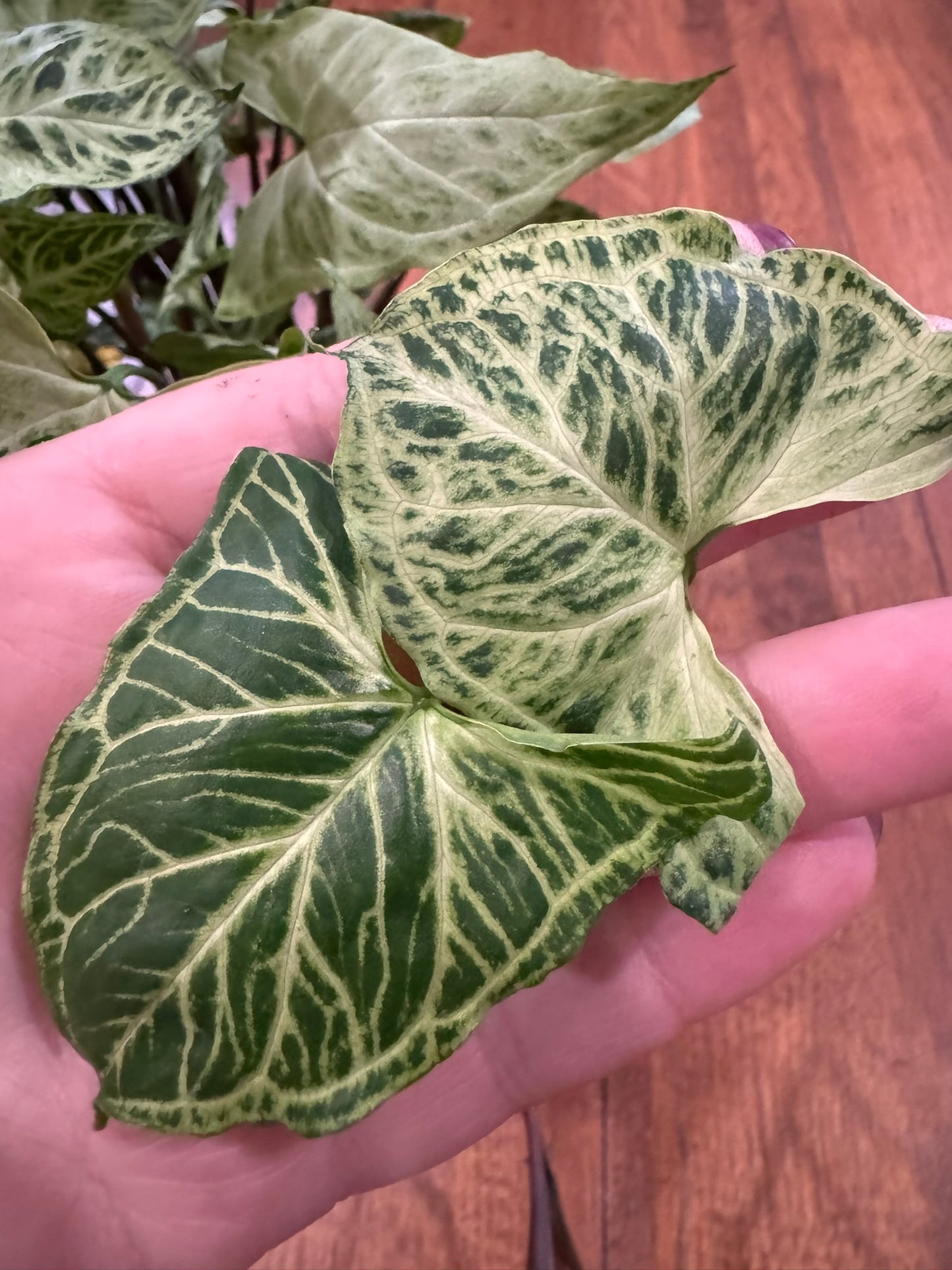 Syngonium Batik in 6-inch pot with green leaves laced in white veining, tropical arrowhead vine houseplant