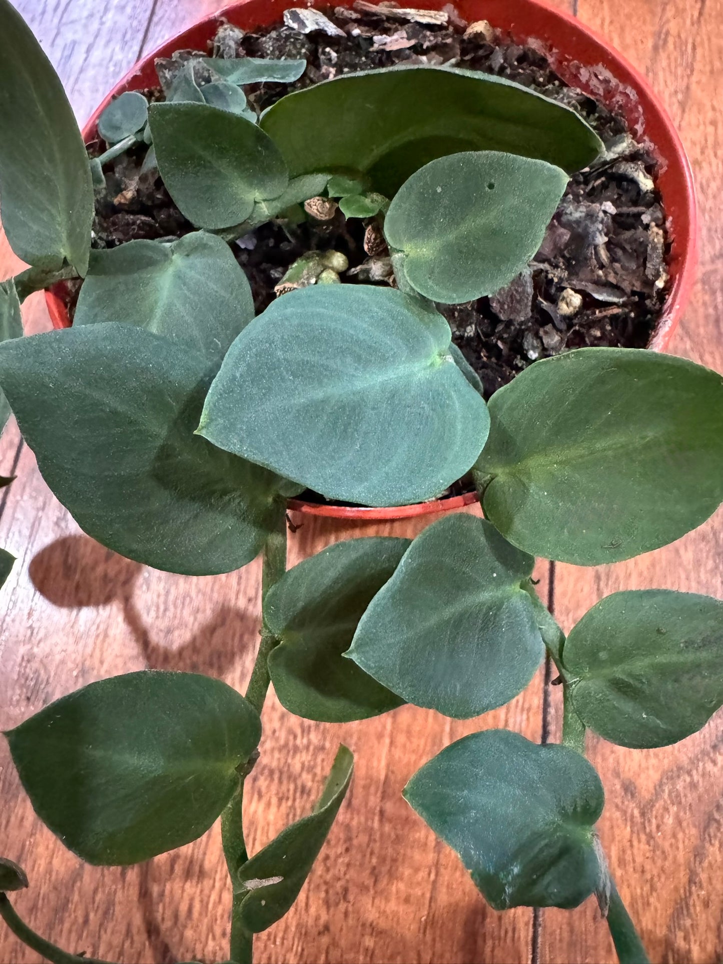 Rhaphidophora Korthalsii in 4-inch pot with flat overlapping green shingle leaves, tropical climbing houseplant