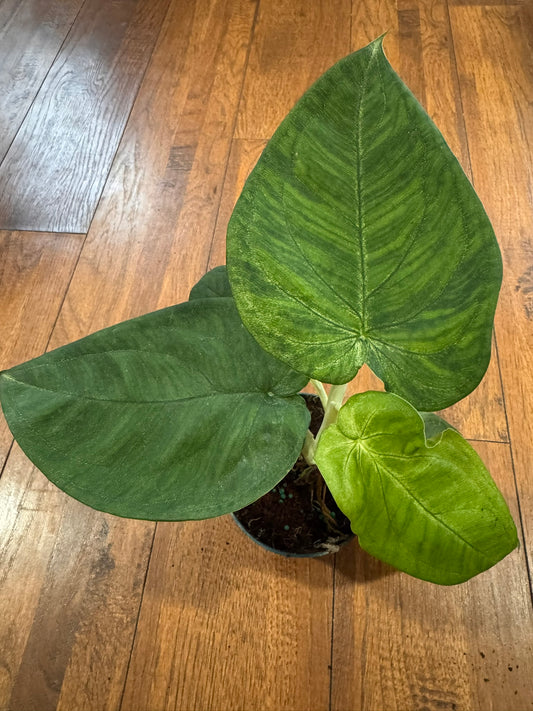 Syngonium Ice Frost in 4-inch pot with silvery pale green frosted leaves, tropical arrowhead vine houseplant
