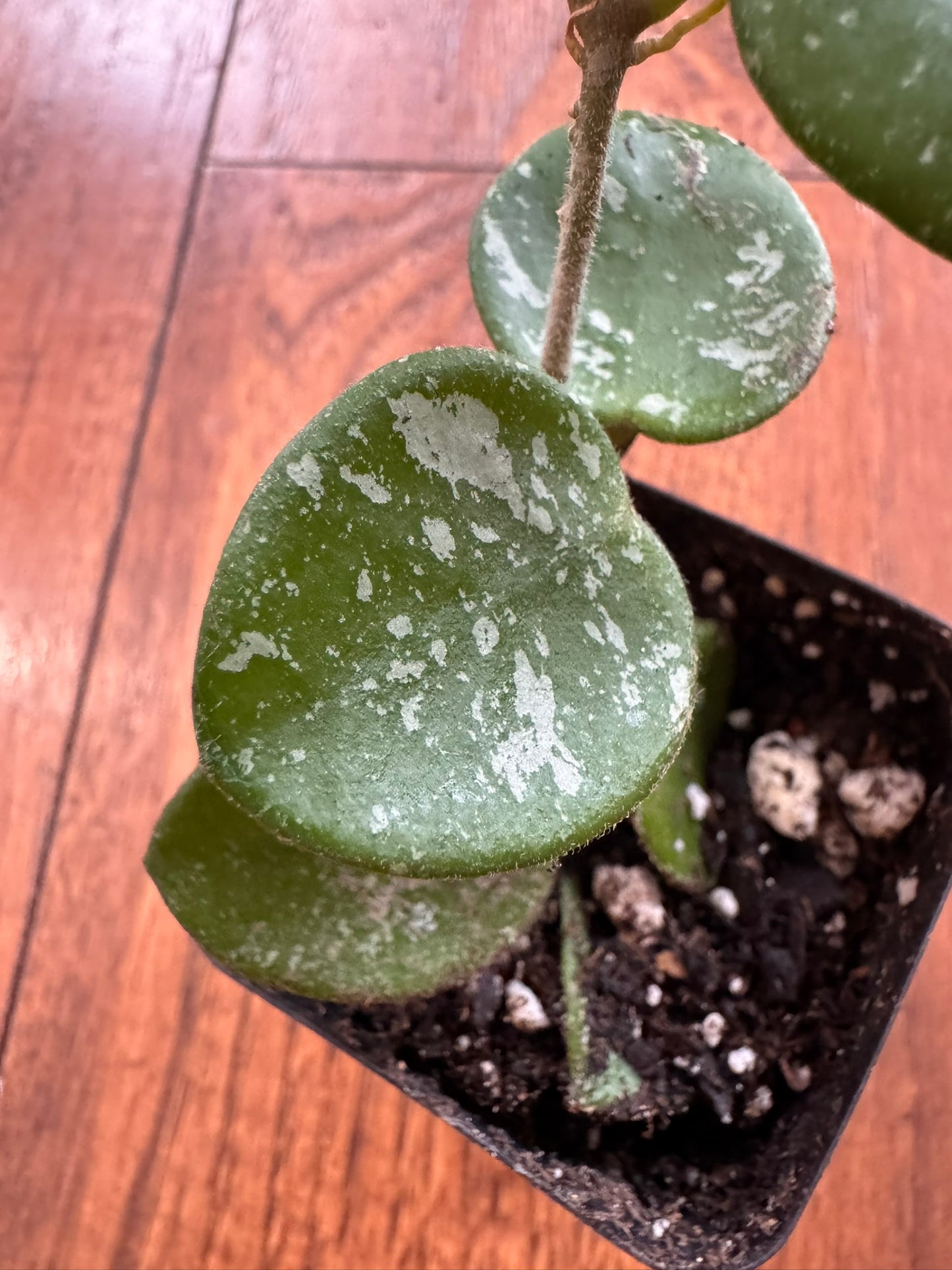 Hoya Mathilde Splash in 2-inch pot with round green leaves speckled in silver, compact hoya houseplant